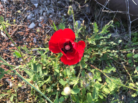 A poppy flowerの素材