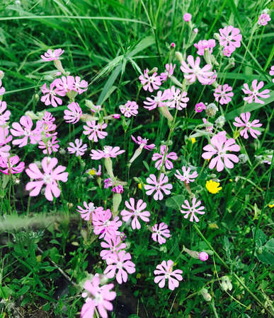 Wild small purple spring flowersの素材