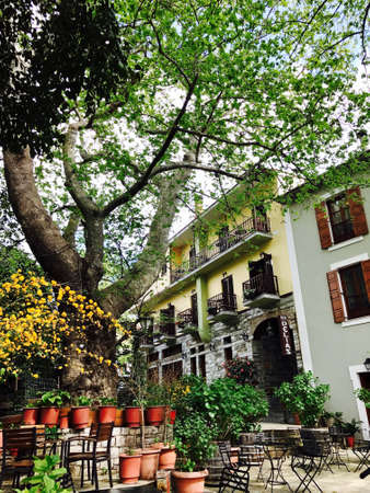 An old platanus tree in a small village in Greeceの素材