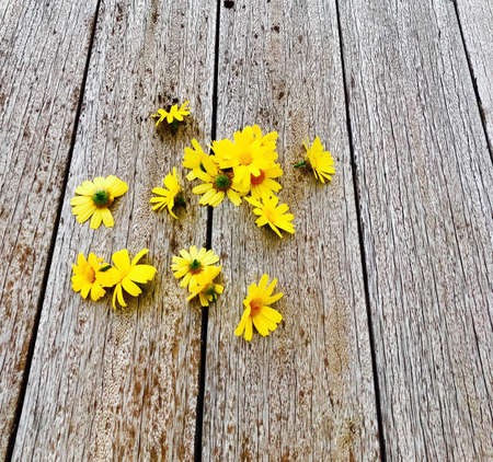 Cutting spring flowersの素材