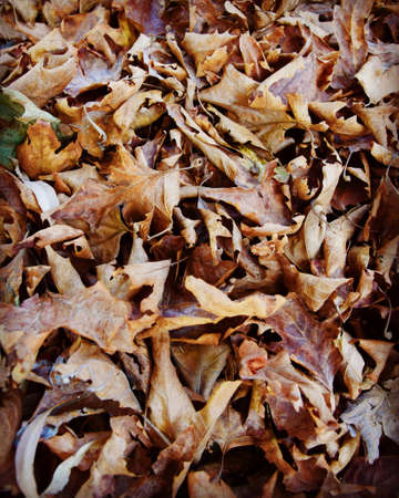 Autumn leavesの素材