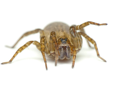 Spider isolated on white background