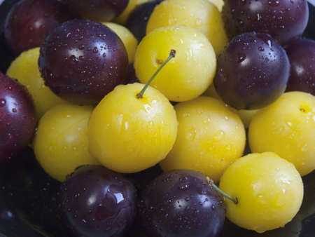 Fresh small yellow and black plums with water drops-selective fokusの写真素材