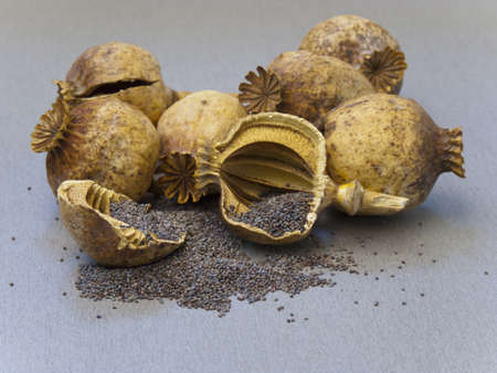 Close up poppy heads and seedsの写真素材