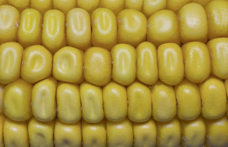 Close up of corn on the cob の写真素材