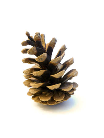 Pine cone isolated on white backgroundの写真素材