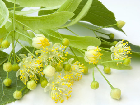 Linden flowers on a white background