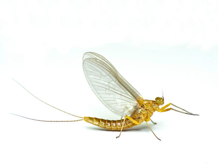 Mayfly, isolated on the white backgroundの写真素材