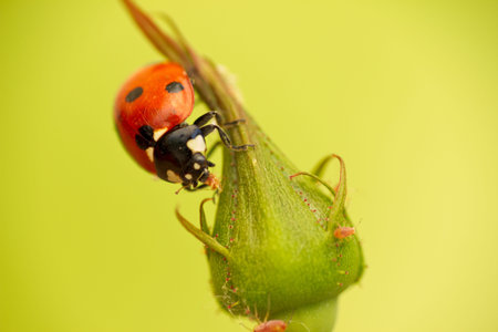  Ladybug attack aphids