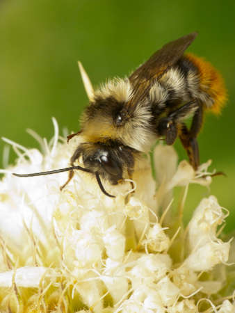 Bumblebee on a flowerの写真素材
