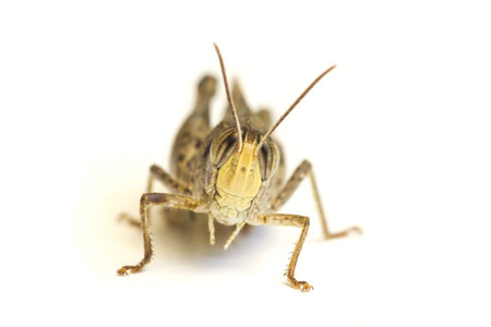 Grasshopper isolated on white background