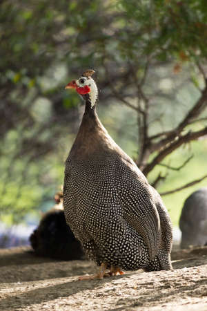 Portrait of a guinea fowl birdsの写真素材