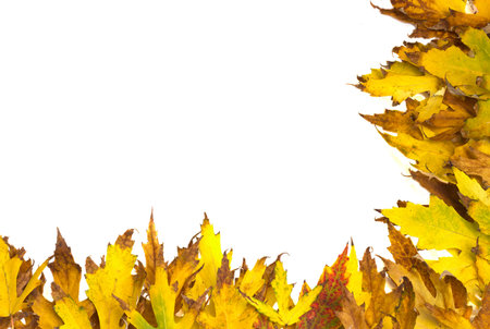 Thanksgiving autumn fall leaves-isolation in white