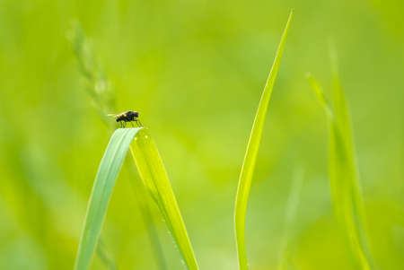 Fly siting on spring grass in sunlight Shallow depth of field の写真素材