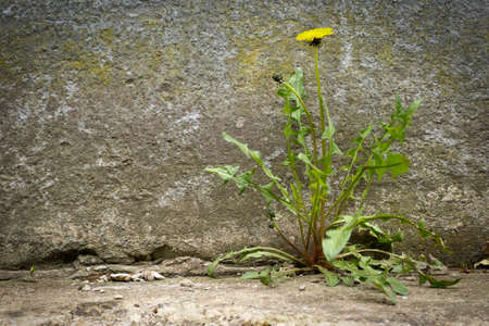 Dandelion with flower growing in a crack sidewalksの写真素材