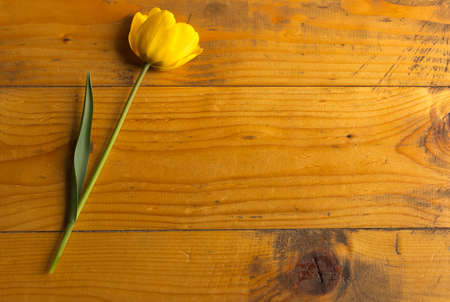 Tulip.Yellow tulip on a wooden surfaceの写真素材