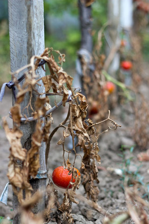 Destroyed tomato due to a long drought.The concept of global warming,strong heat and very drought years.の写真素材