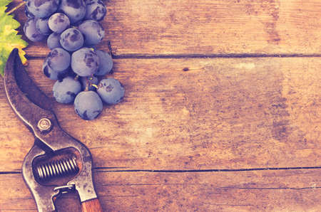 Grapes and grape scissors on a wooden rustic background - applied vintage, retro effectの写真素材