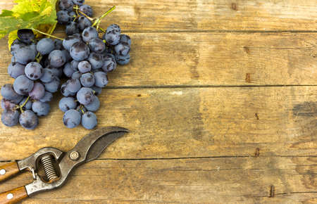 Grapes and grape scissors on a wooden rustic backgroundの写真素材