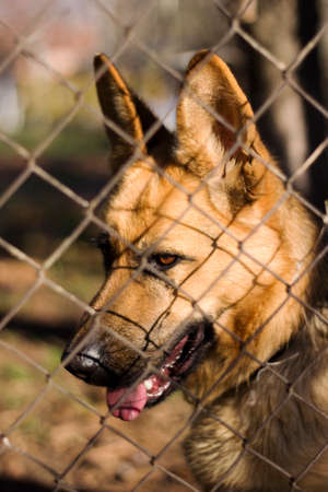 German Shepherd  dog behind a wire fenceの写真素材
