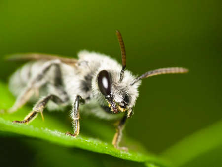 Mining bee (Andrena sp.) resting on leafの写真素材