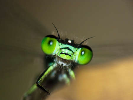 Extreme macro view of green damselflyの写真素材