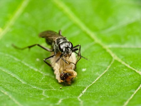 Black wasp with its catch