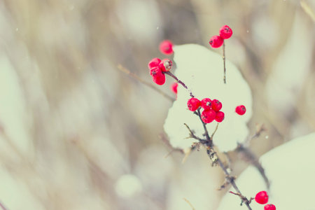 Close-up of berries on a tree during winter. Vintage filters applied.の写真素材