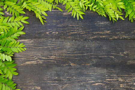 Green leaves the old dark backgroundの写真素材