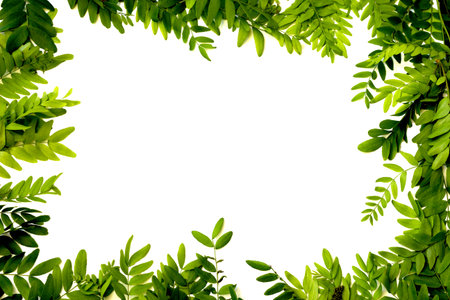 Green leaves frame isolated on white background - overhead view