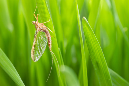 Mayflies (Ephemeroptera), sitting on the grassの写真素材