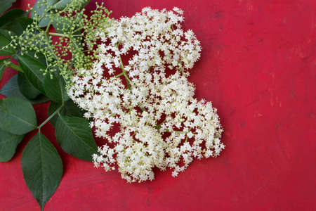 Elder flower blossoms on a red backgroundの写真素材