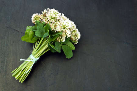 White clover (Trifolium repens) in a bouquet on a dark backgroundの写真素材