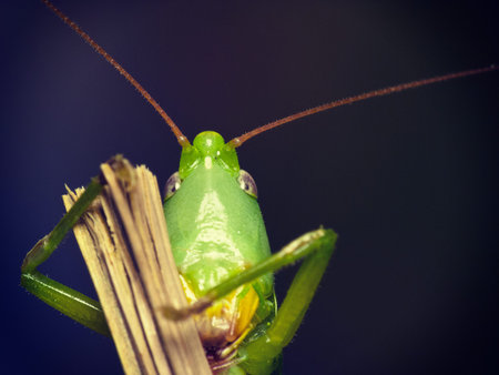 Portrait of a grasshopper look in the camera