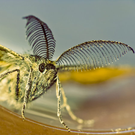 Night butterfly with interesting antennas