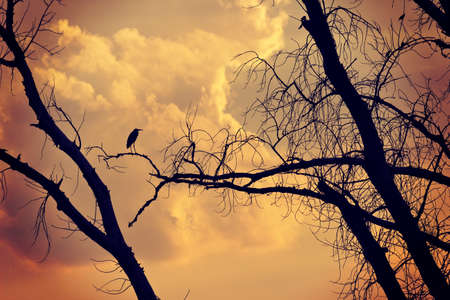 Silhouettes of bird and tree on the orange sunset backgroundの写真素材