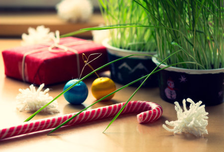 Christmas time. Young wheat as a symbol of new life