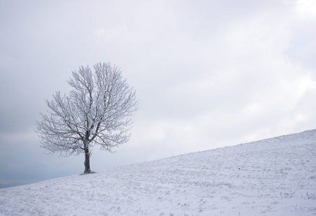 Solitary tree on the hill in winterの写真素材