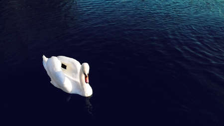 Tranquil scene of an elegant swan at waterの写真素材