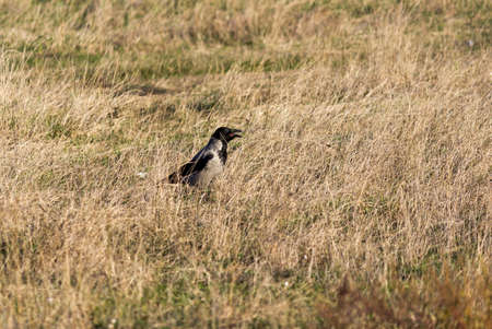 The crow is standing on dry grass. の写真素材