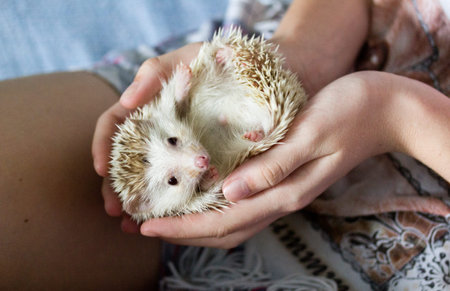 African pygmy hedgehog lying on his back in the hands of a girl