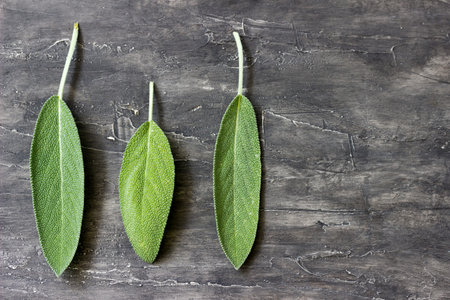 Three leaves of scented sage on a wooden background