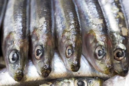 Close-up of fresh blue fish - sardinesの写真素材