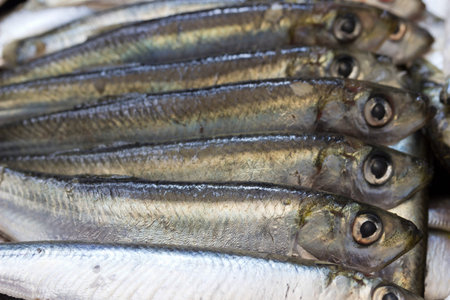 Sardine fishes in a row