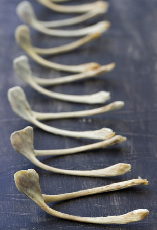 Wishbone arranged in a row