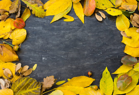 Autumn leaf frame over dark wooden background