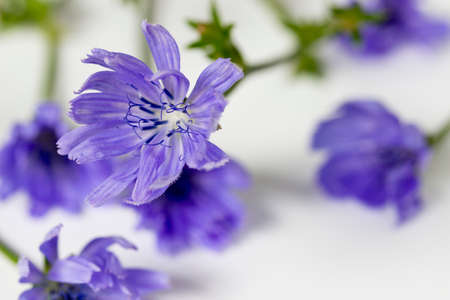 Close-Up Of Purple Chicories Bloomingの写真素材