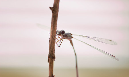 Damselfly rests .Toning effect
