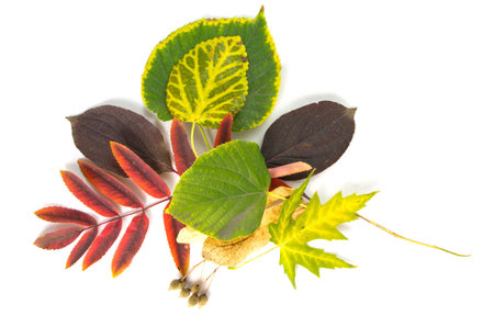 Composition of autumn leavesの写真素材