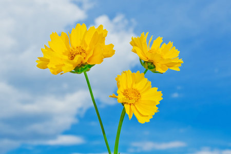 Beautiful yellow flowers on a background of blue sky with clouds